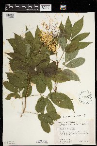 Sambucus nigra image