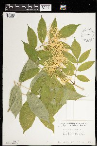 Sambucus nigra image