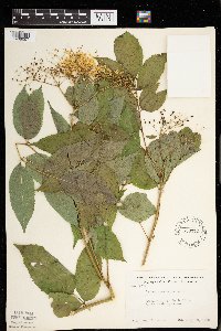 Sambucus nigra image