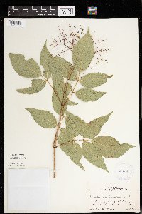 Sambucus nigra image