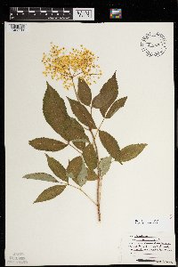 Sambucus nigra image