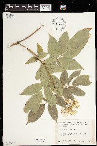 Sambucus nigra image