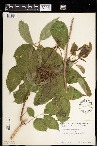 Sambucus nigra image