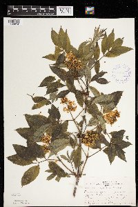 Sambucus racemosa image