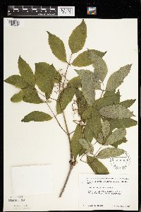 Sambucus racemosa image