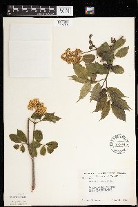 Sambucus racemosa image