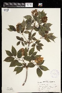 Sambucus racemosa image