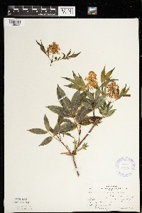 Sambucus racemosa image