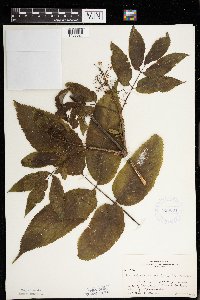 Sambucus racemosa image