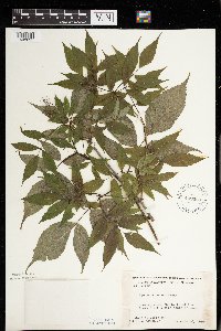 Sambucus racemosa image