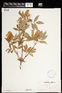 Sambucus racemosa image