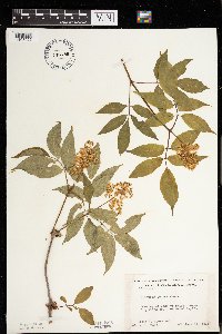 Sambucus racemosa image