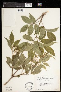 Sambucus racemosa image