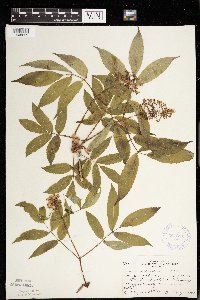 Sambucus racemosa image