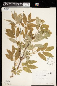 Sambucus racemosa image