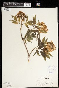 Sambucus racemosa image