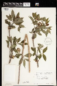 Sambucus racemosa image