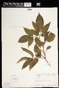 Sambucus racemosa image