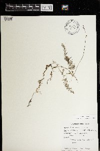 Utricularia intermedia image