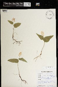 Maianthemum canadense image