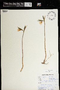 Uvularia sessilifolia image