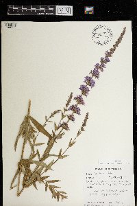 Lythrum salicaria image