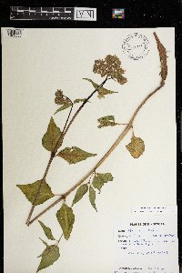 Mirabilis nyctaginea image