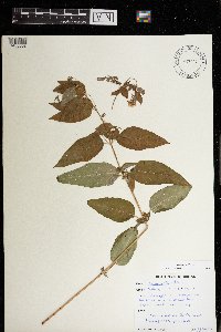 Lysimachia ciliata image