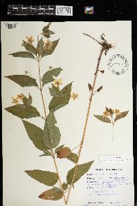 Lysimachia ciliata image