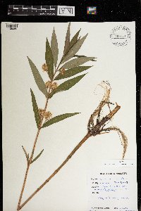 Lysimachia thyrsiflora image