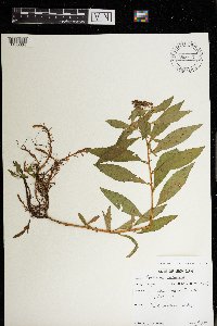 Penthorum sedoides image