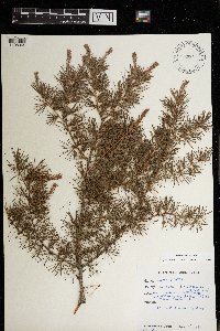 Larix laricina image