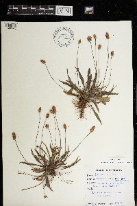 Plantago lanceolata image