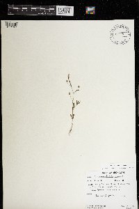 Chaenorhinum minus image