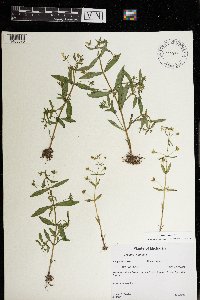 Gratiola neglecta image