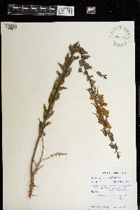 Linaria dalmatica image