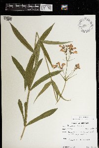 Penstemon laevigatus image