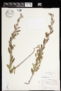 Crocanthemum bicknellii image