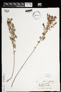 Crocanthemum bicknellii image