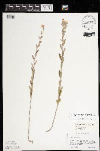 Crocanthemum bicknellii image