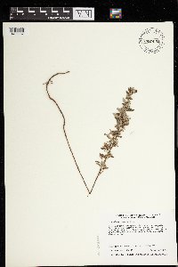 Crocanthemum bicknellii image