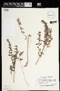 Crocanthemum canadense image