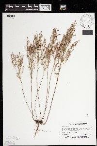 Lechea stricta image