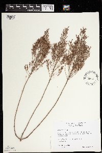 Lechea stricta image