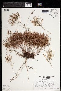 Lechea tenuifolia image