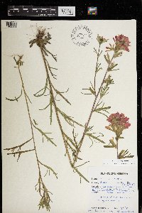 Castilleja coccinea image