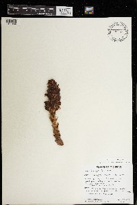 Conopholis americana image