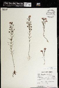 Agalinis tenuifolia image