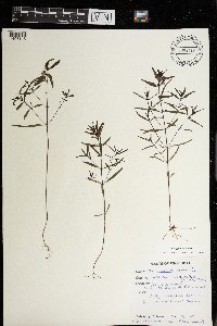 Melampyrum lineare image