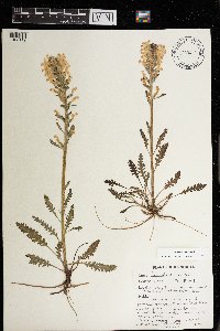 Pedicularis canadensis image